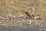 Eurasian Wryneck (Jynx torquilla)