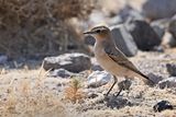 Northern Wheatear (Oenanthe oenanthe)