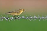 Willow Warbler ( Phylloscopus trochilus)