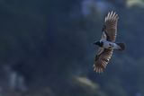 Hooded Crow (Corvus cornix)