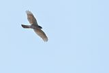 Eurasian Sparrowhawk (Accipiter nisus) 