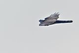 Eurasian Sparrowhawk (Accipiter nisus) 