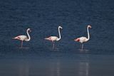 Flamingo  (Phoenicopterus roseus)
