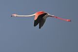 Flamingo  (Phoenicopterus roseus)