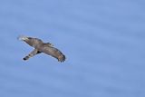 Eurasian Sparrowhawk (Accipiter nisus) 