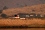 Flamingo  (Phoenicopterus roseus)