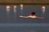 Flamingo  (Phoenicopterus roseus)