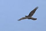 Eurasian Sparrowhawk (Accipiter nisus) 