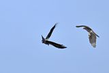 Eurasian Sparrowhawk (Accipiter nisus) 
