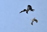 Eurasian Sparrowhawk (Accipiter nisus) 