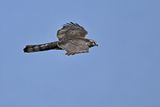 Eurasian Sparrowhawk (Accipiter nisus) 
