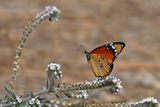 Plain Tiger (Danaus chrysippus)