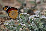 Plain Tiger (Danaus chrysippus)