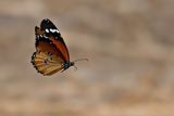 Plain Tiger (Danaus chrysippus)