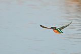 Common Kingfisher (Alcedo atthis)	
