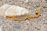 Mediterranean Checkered Scorpion - Mesobuthus gibbosus