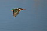 Common Kingfisher (Alcedo atthis)