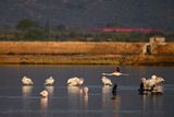 Flamingo  (Phoenicopterus roseus)