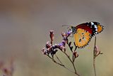 Plain Tiger (Danaus chrysippus)