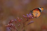 Plain Tiger (Danaus chrysippus)