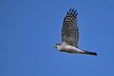 Eurasian Sparrowhawk (Accipiter nisus) 