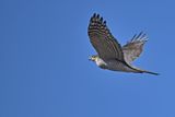 Eurasian Sparrowhawk (Accipiter nisus) 