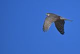 Eurasian Sparrowhawk (Accipiter nisus) 