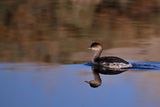 Black-necked Grebe (Podiceps nigricollis)
