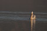 Dalmatian pelican (Pelecanus crispus)	