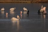 Dalmatian pelican (Pelecanus crispus)	