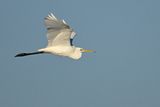 Great Egret (Ardea alba)