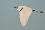 Little Egret (Egreta garzetta)
