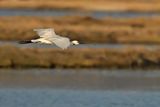 Eurasian Spoonbill (Platalea leucorodia)
