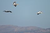Dalmatian pelican (Pelecanus crispus)	