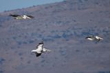 Dalmatian pelican (Pelecanus crispus)	