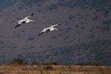 Dalmatian pelican (Pelecanus crispus)	