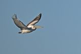 Dalmatian pelican (Pelecanus crispus)	
