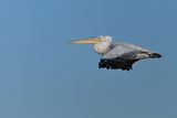 Dalmatian pelican (Pelecanus crispus)	