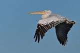 Dalmatian pelican (Pelecanus crispus)	