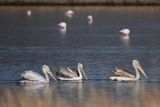 Dalmatian pelican (Pelecanus crispus)	