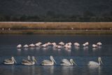 Dalmatian pelican (Pelecanus crispus)	