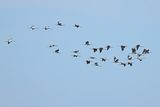 Eurasian Crane (Grus grus)