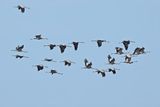 Eurasian Crane (Grus grus)