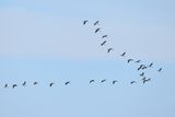 Eurasian Crane (Grus grus)