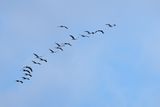 Eurasian Crane (Grus grus)