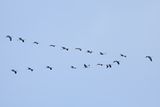 Eurasian Crane (Grus grus)