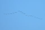 Eurasian Crane (Grus grus)