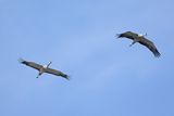 Eurasian Crane (Grus grus)