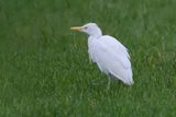 Cattle Egret (Ardea ibis)