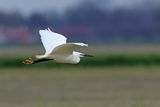 Little Egret (Egreta garzetta)